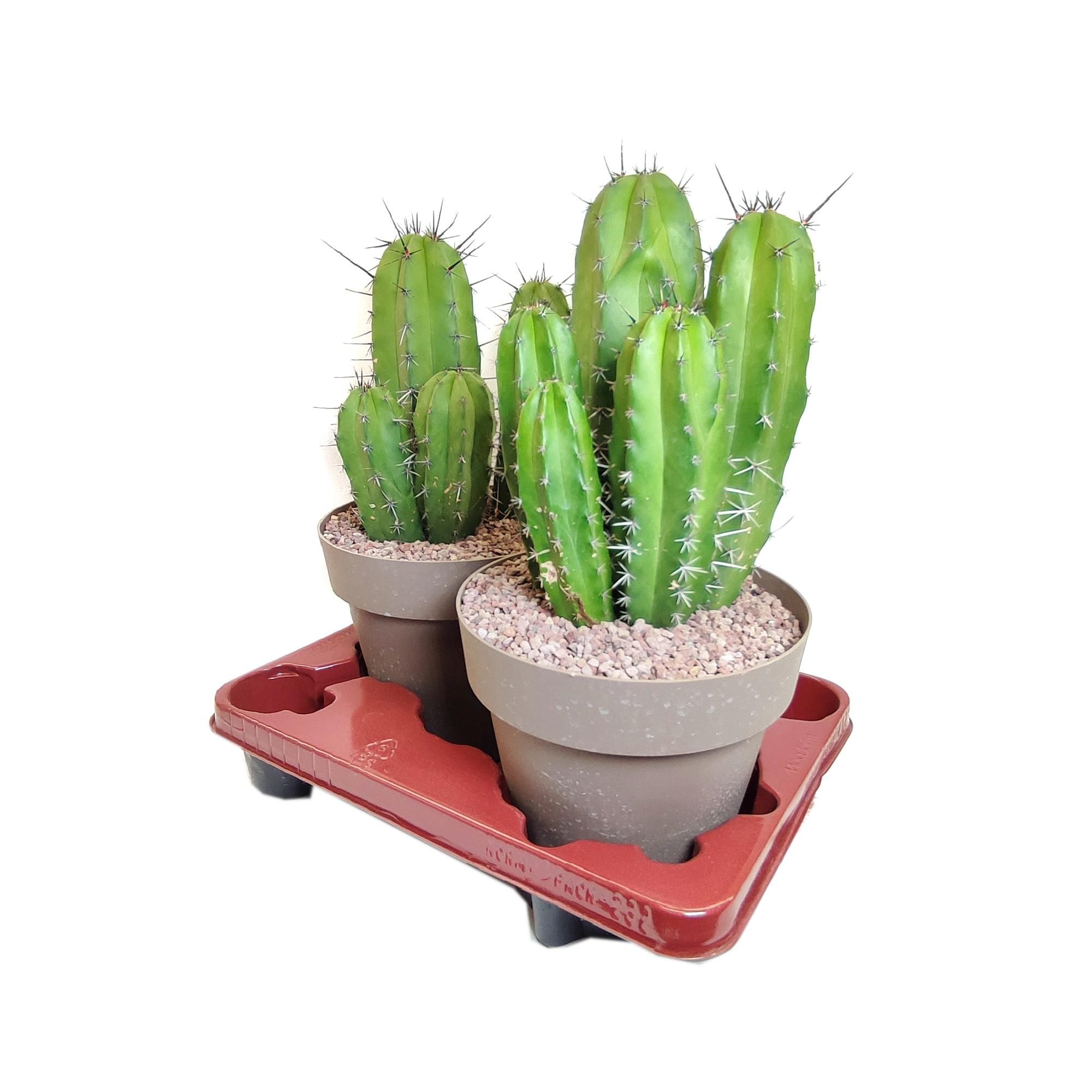 POLASKIA CHICHIPE - POT Ø 20 (CACTUS), D 20