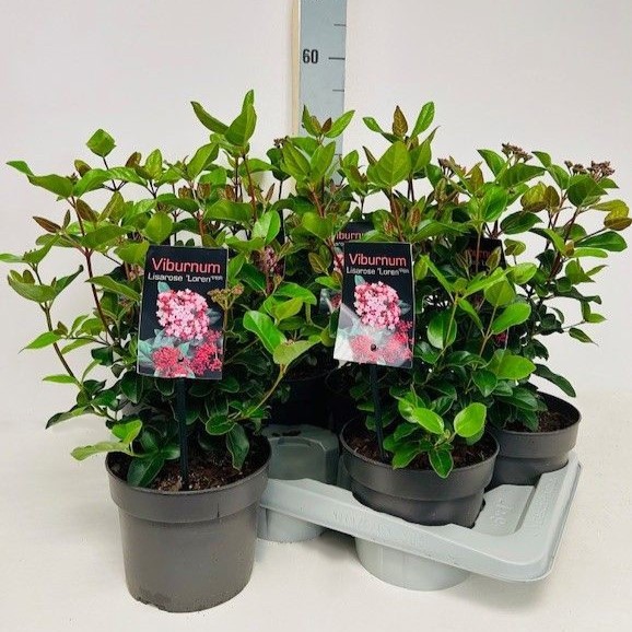 Viburnum tinus Lisarose 'Loren' P17, D 17