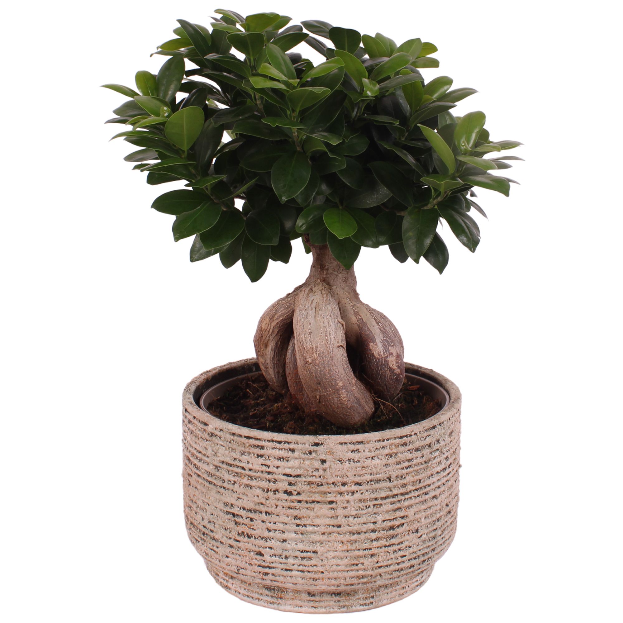 Ficus m. Ginseng Ball Shape Ø22cm in Ø24cm Ceramic NT567, D 24
