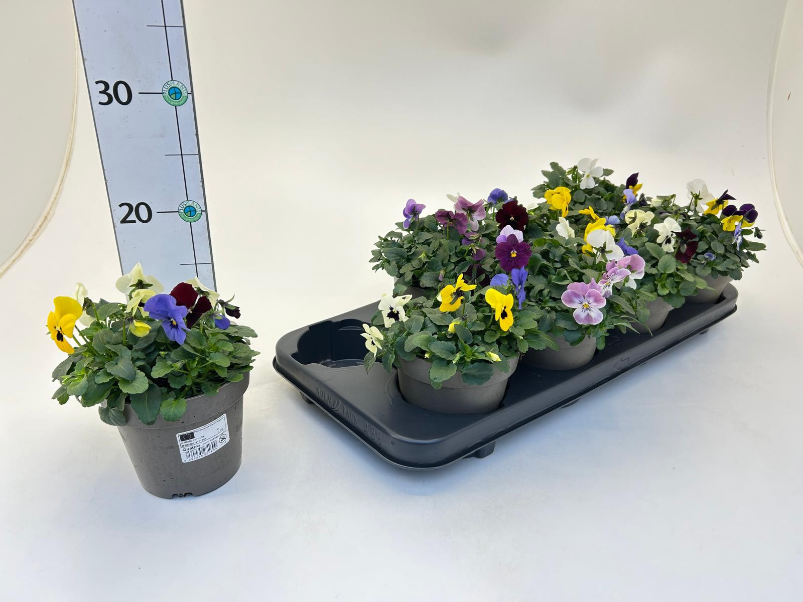 Viola cornuta Quattro, D 13