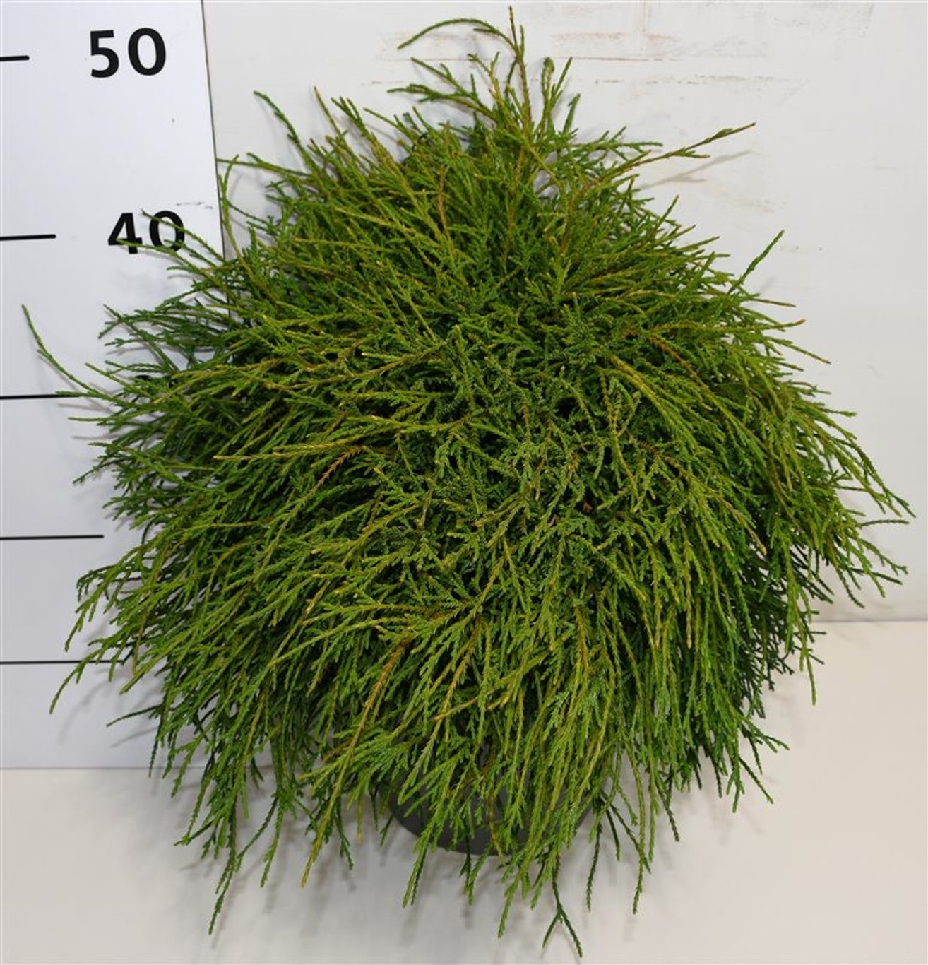 Chamaecyparis p. 'Filifera Nana', D 23