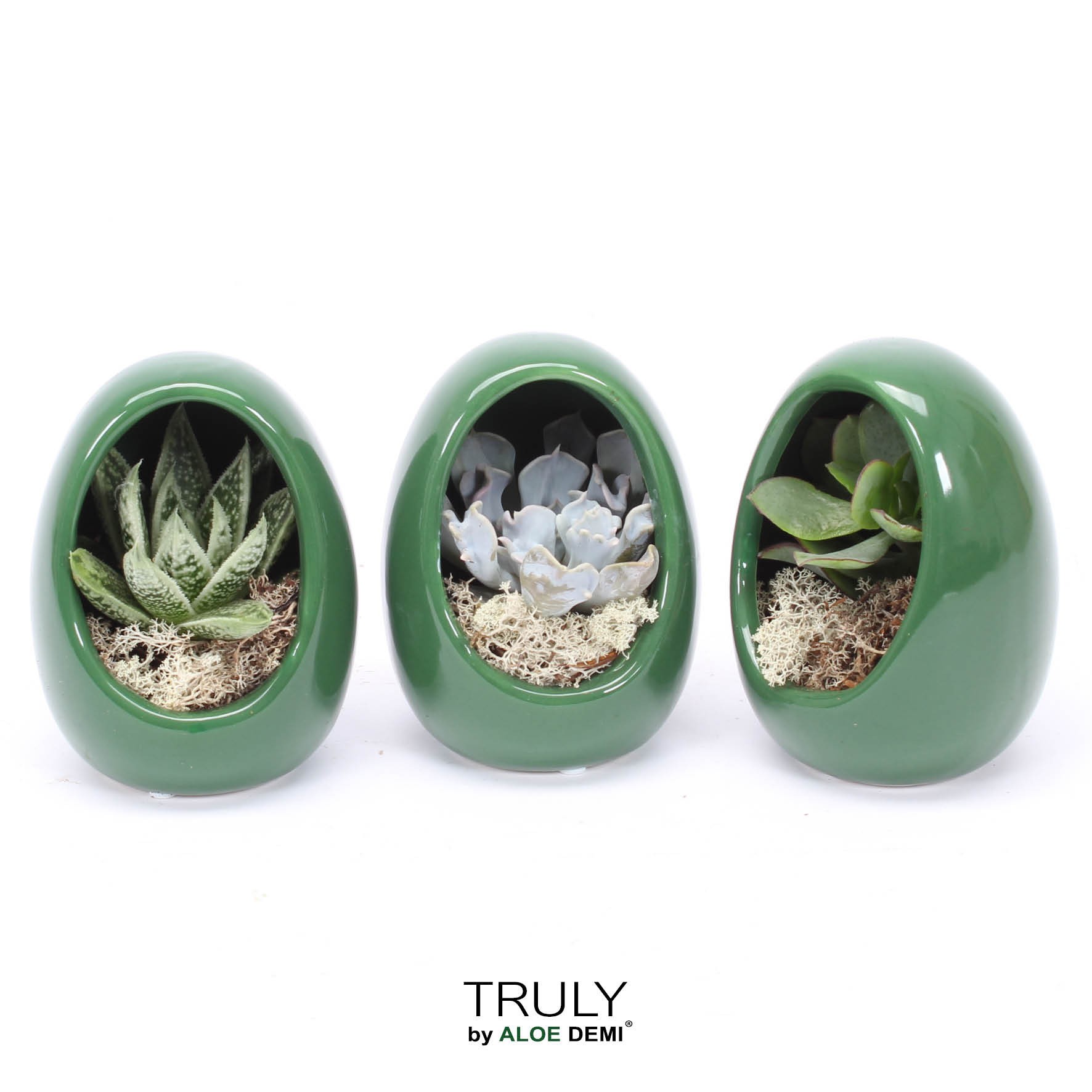 TRULY Succulent, Egg Green, D 10