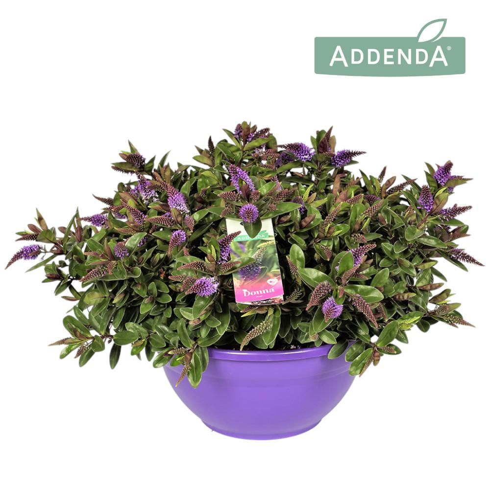 Hebe Addenda® Donna® Purple Ton Sur Ton P30, D 30