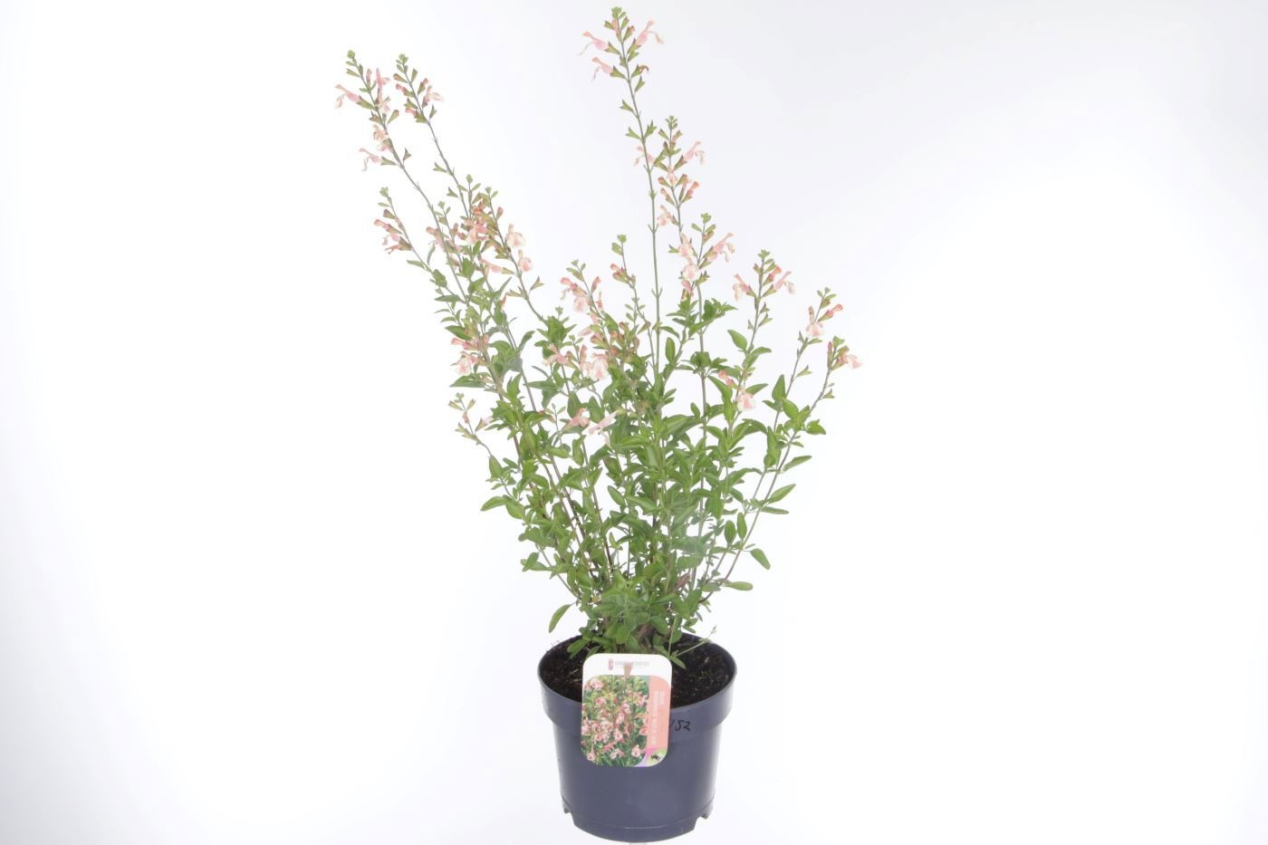 Salvia microphylla Belle de Loire, D 17