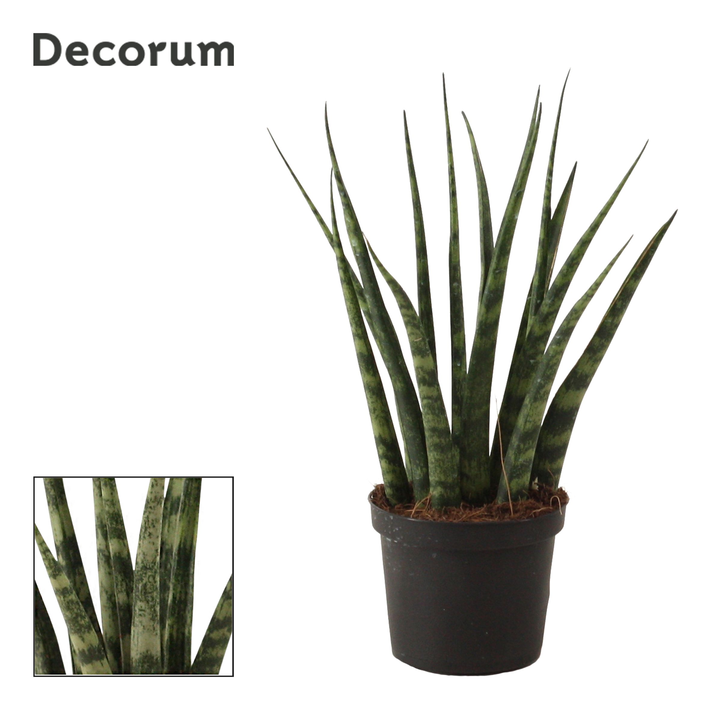 Sansevieria Fernwood 9 cm (Decorum), D 9