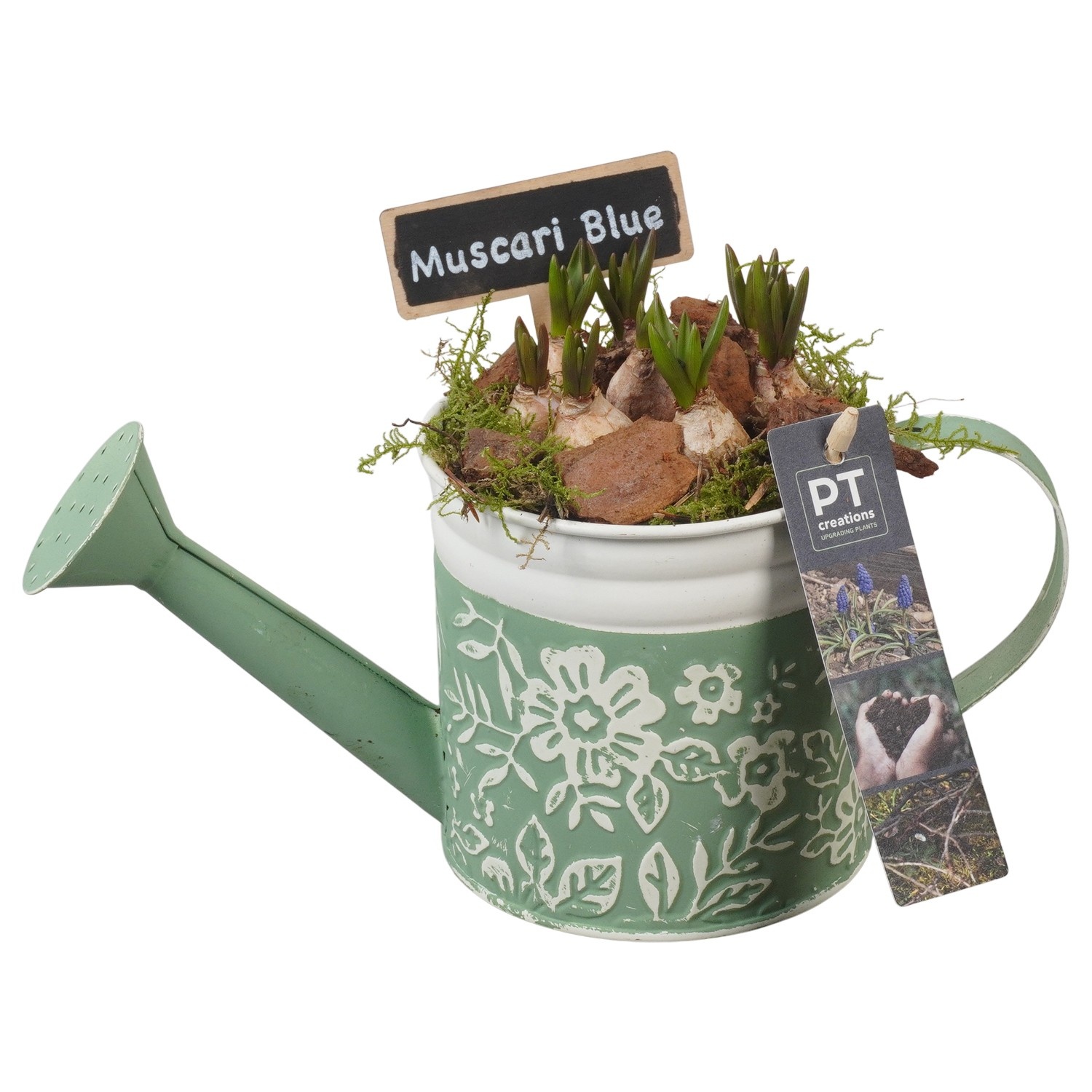 PTMB6151 Arrangement Muscari Blue in zink gieter, D 11