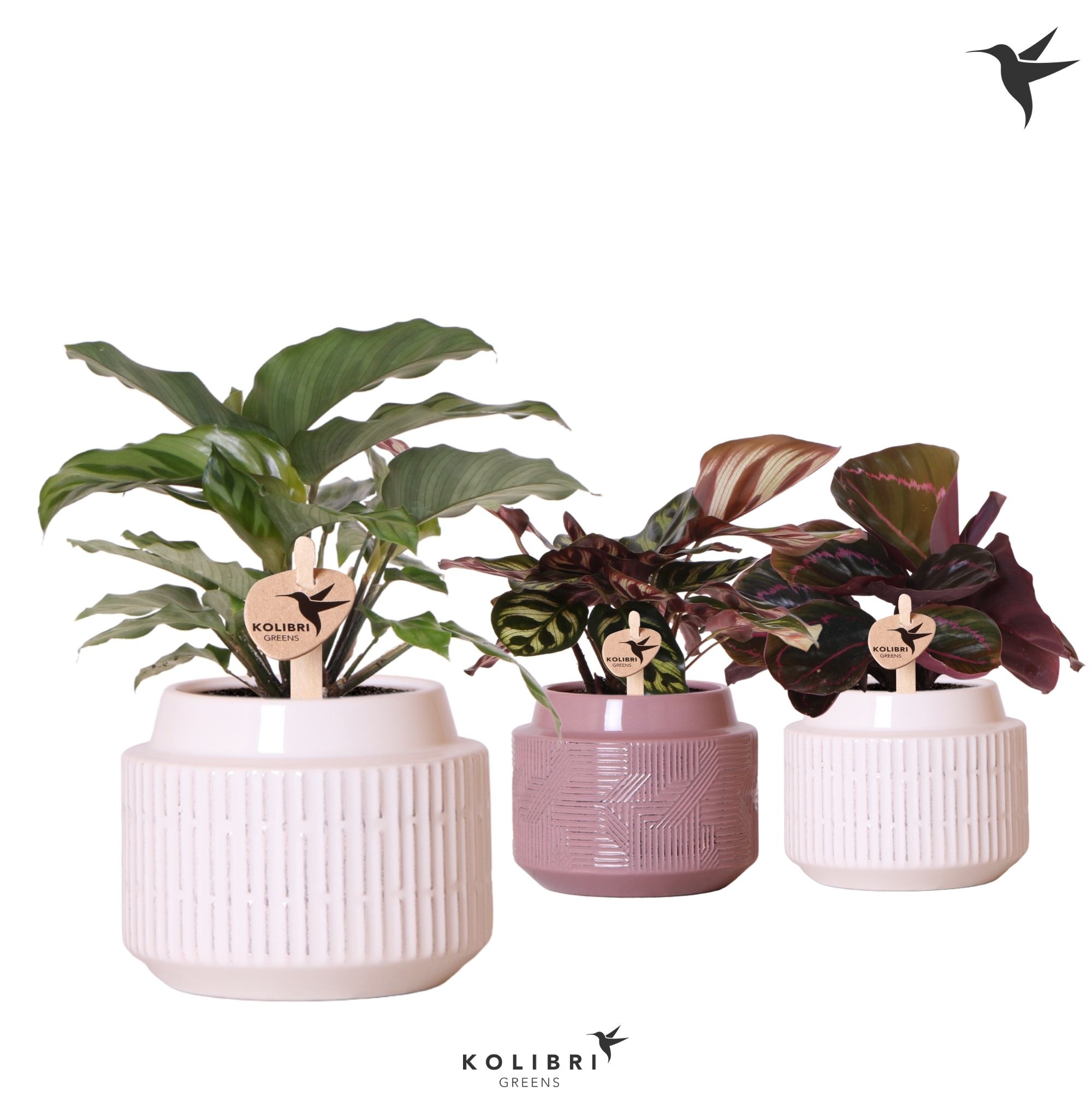 Kolibri Greens Calathea mix in Maze pot mix, D 9