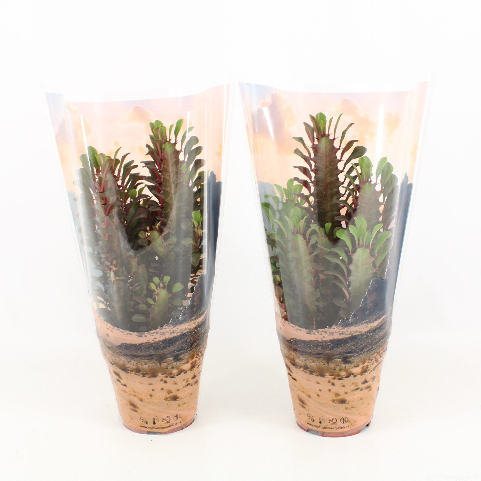 Euphorbia Trigona Rubra in deserthoes, D 12