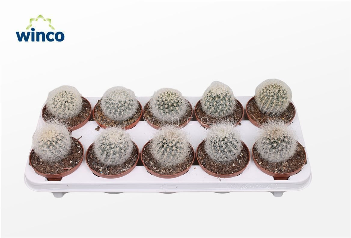 Neoporteria Senilis, D 10,5