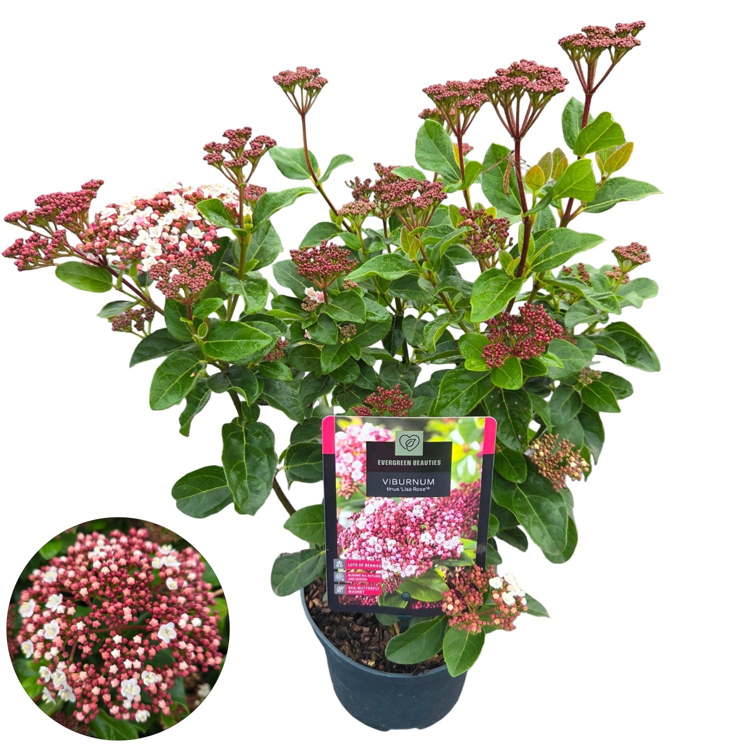 Viburnum tinus 'Lisa Rose' ®, D 17 cm