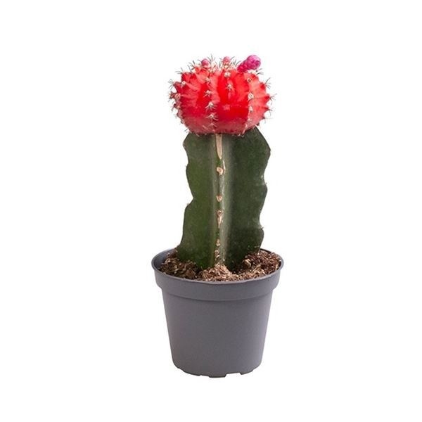 Gymnocalycium Mihanovichii Red, D 6 cm