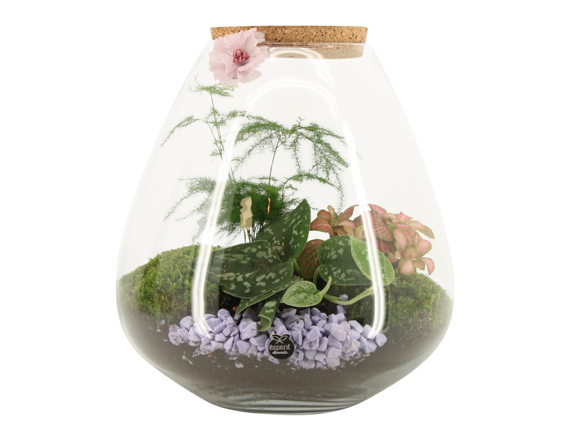21951: Contradiction terrarium, D 26