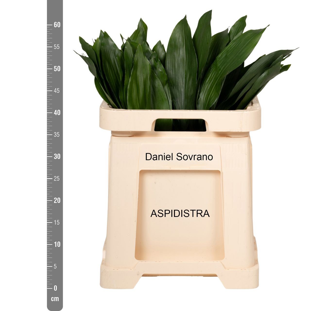 Аспидистра Элатиор 60 (зел.), шт.