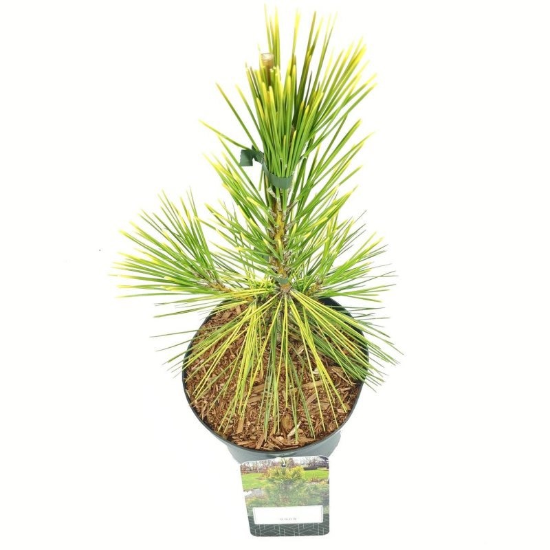 Pinus thunbergii 'Ogon', D 18