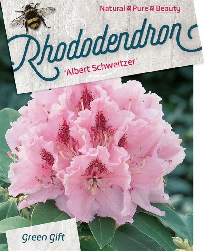 Rhododendron (C) 'Alb. Schweitzer', D 52