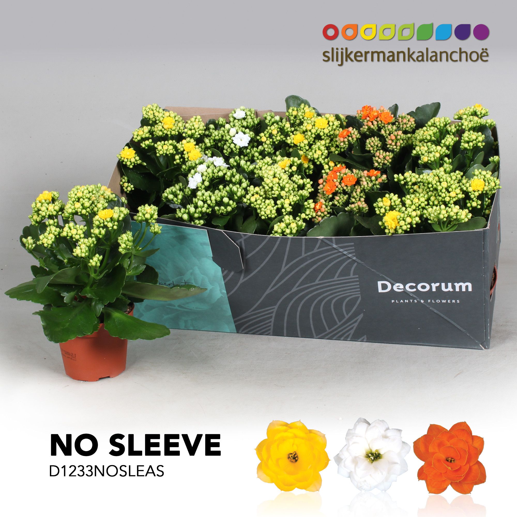 Kalanchoe No Sleeve - Easter mix, D 12