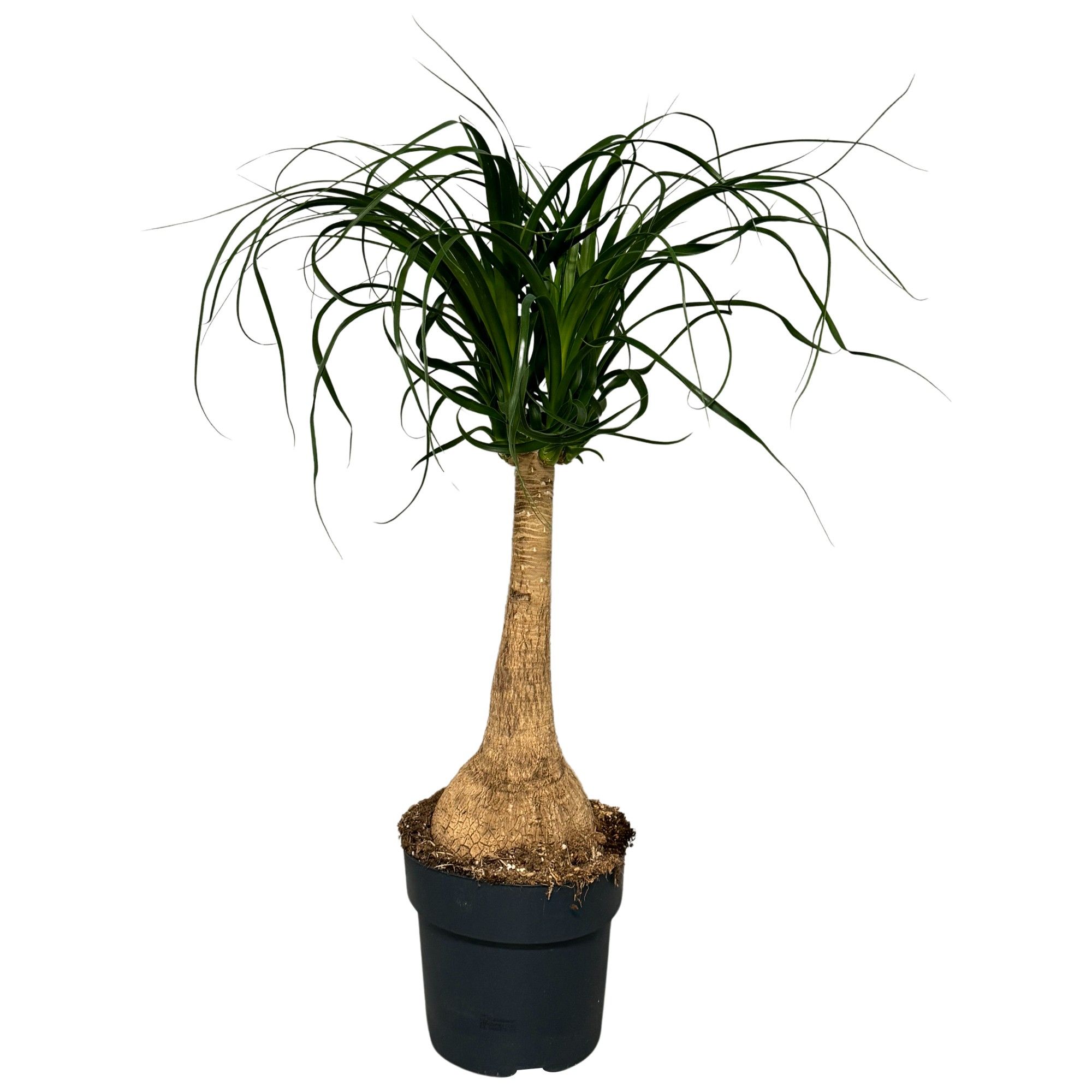 Beaucarnea Recurvata, D 21