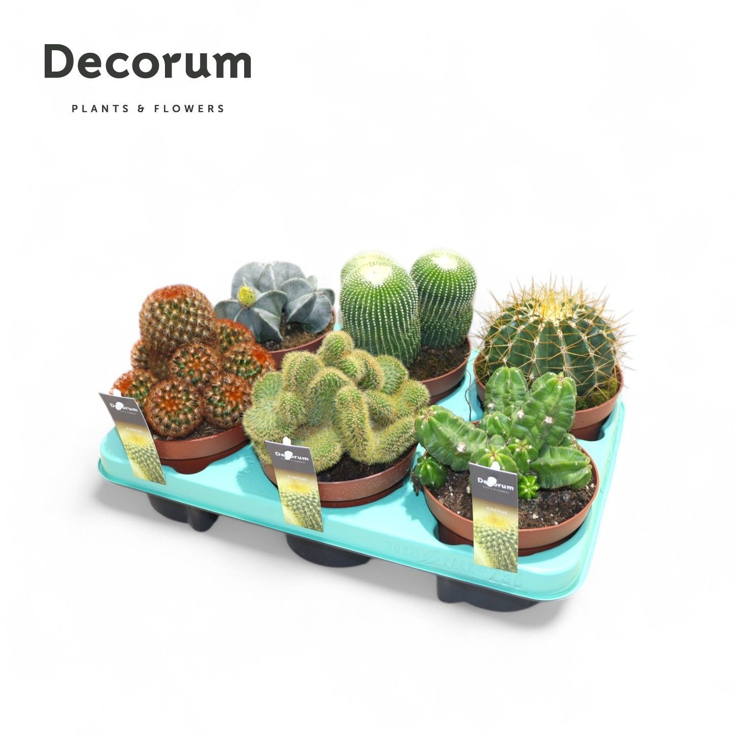 Cactus Mix (6spc.) (decorum), D 13