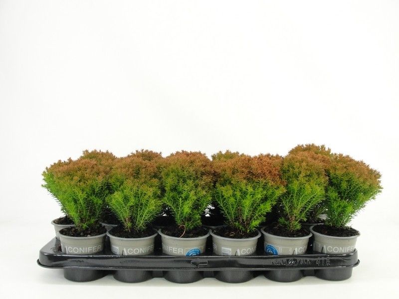 Thuja occidentalis 'Anniek' PBR, D 9