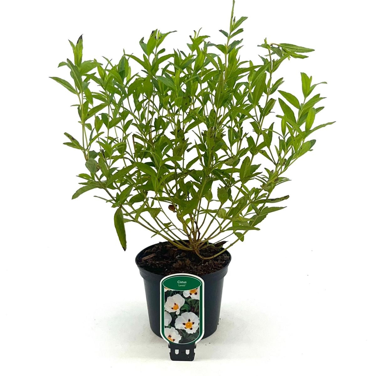 Cistus dansereaui 'Decumbens', D 17 cm