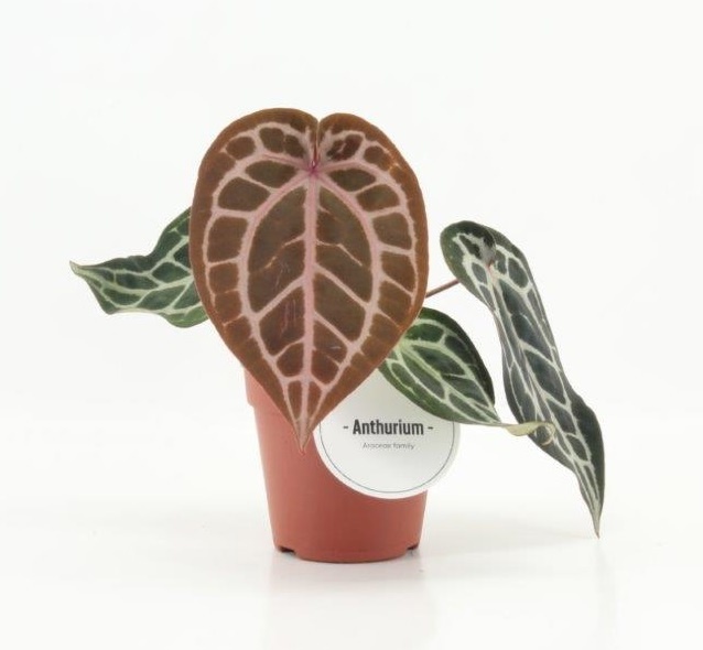 Anthurium Pink Blush, D 12