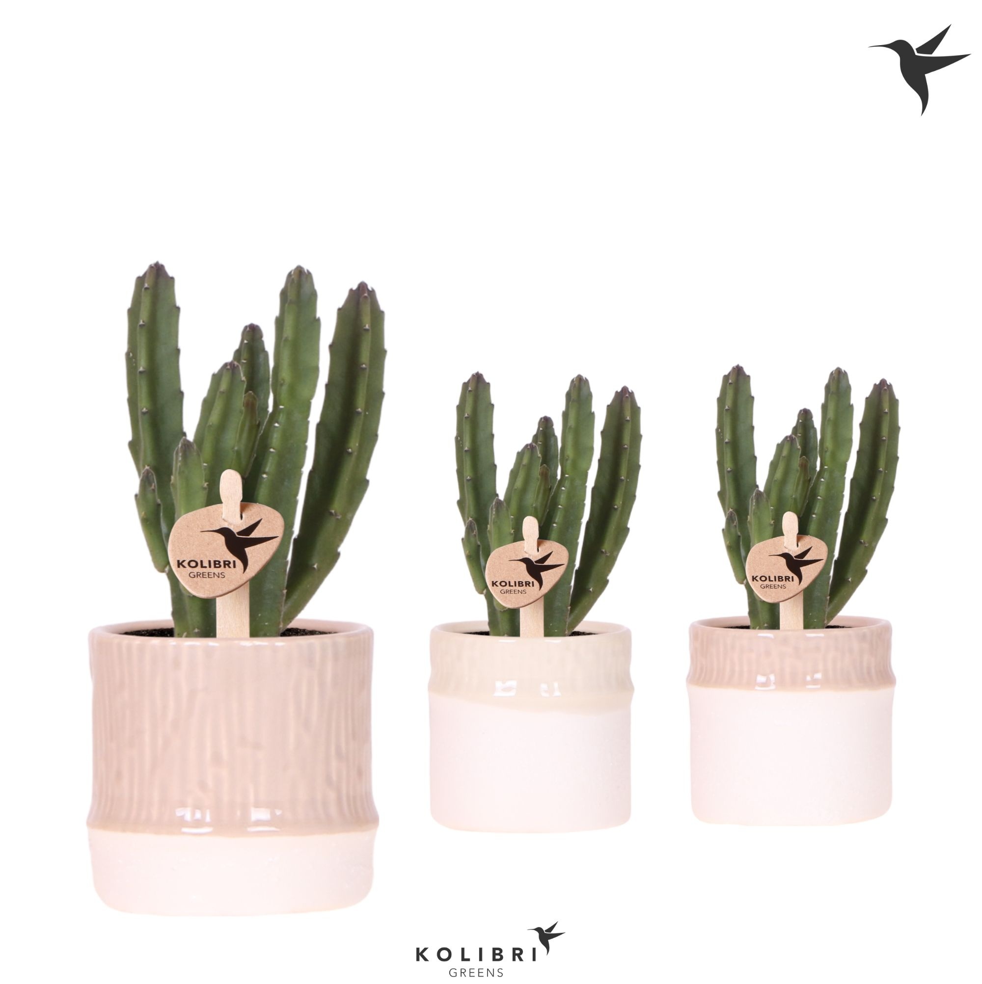 Kolibri Greens Stapelia Leendertziae in Bamboo pot mix, D 6