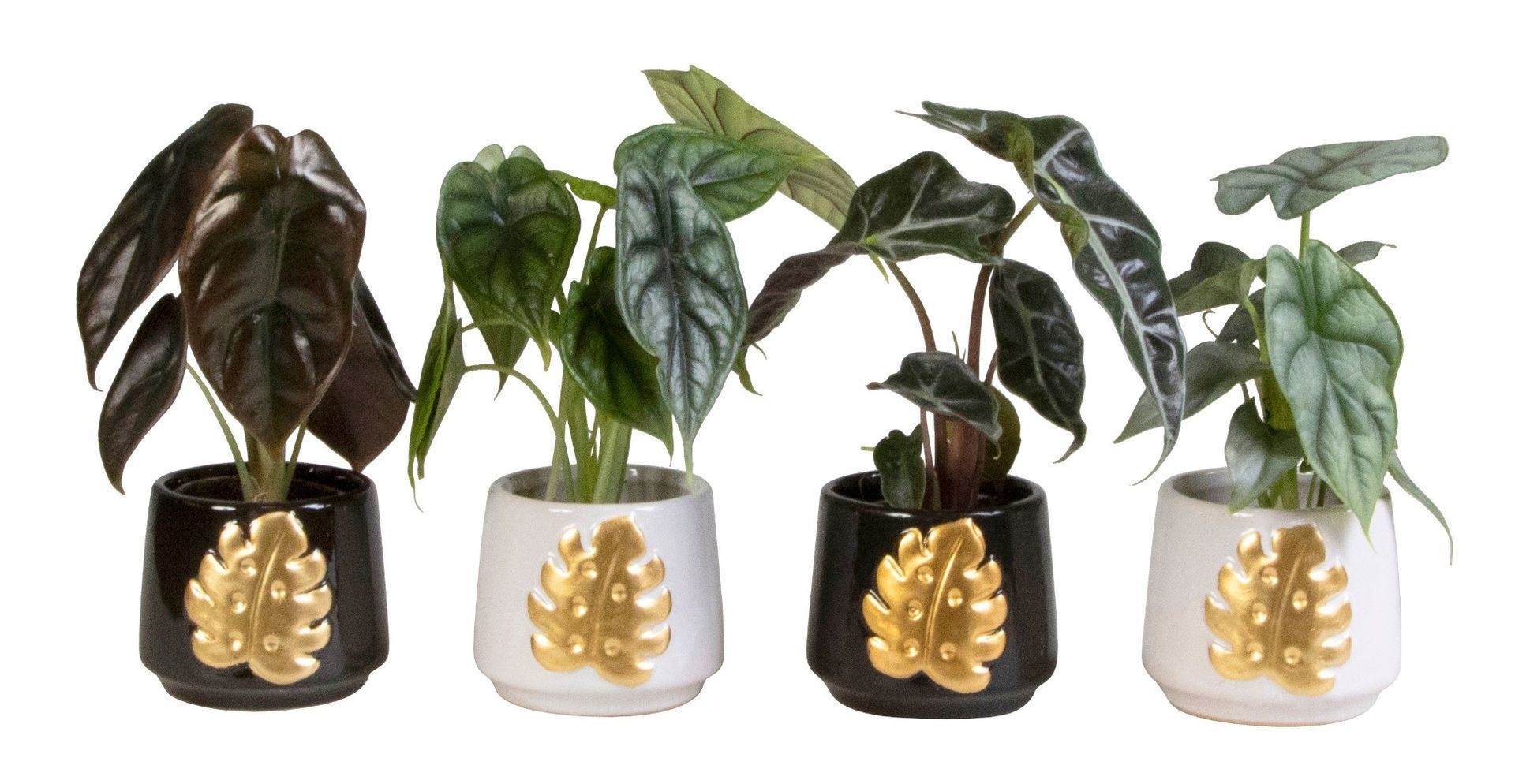 L 66156 With Alocasia Mix 6 cm, D 6