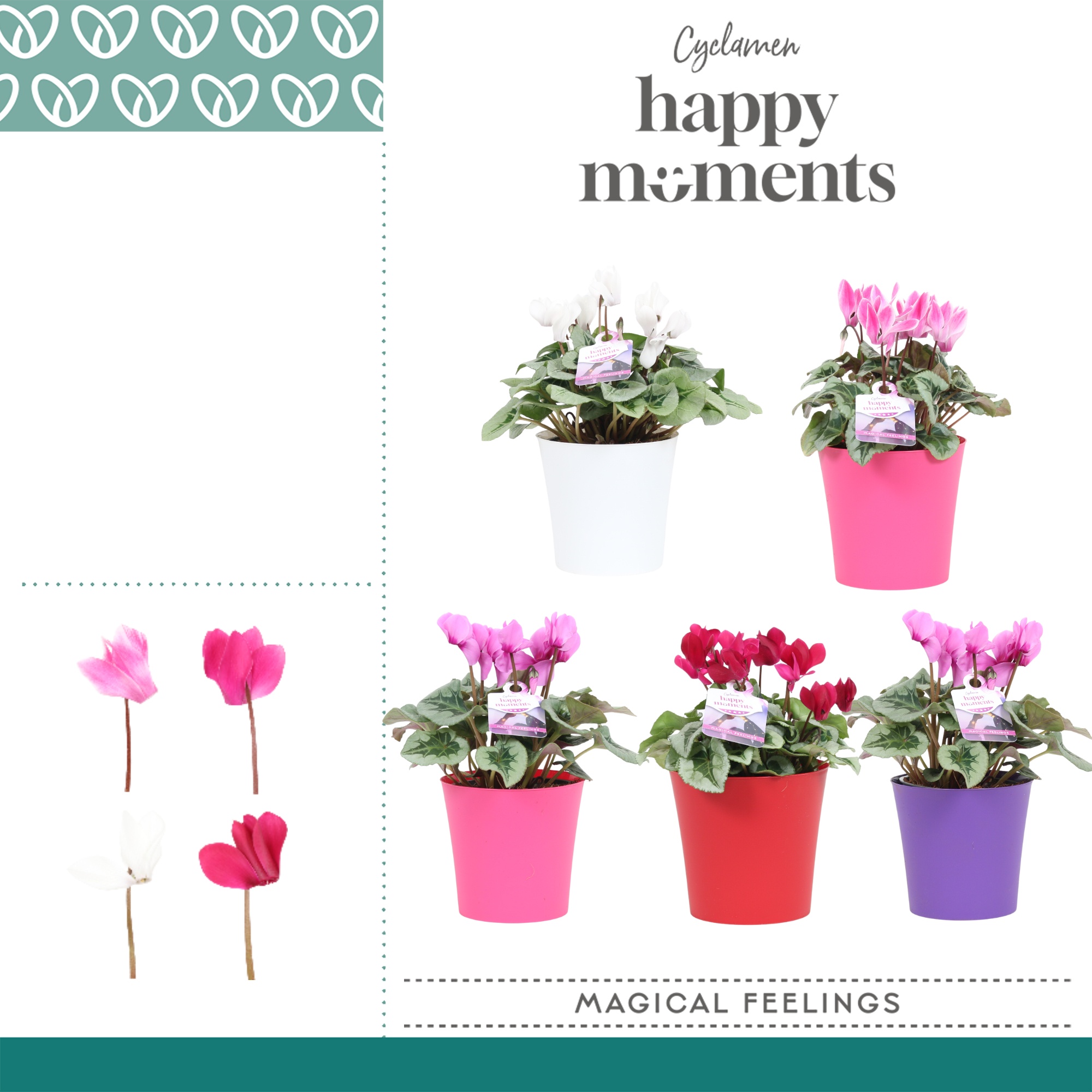 Cyclaam Magical Feelings in ompot Linge, D 12 cm