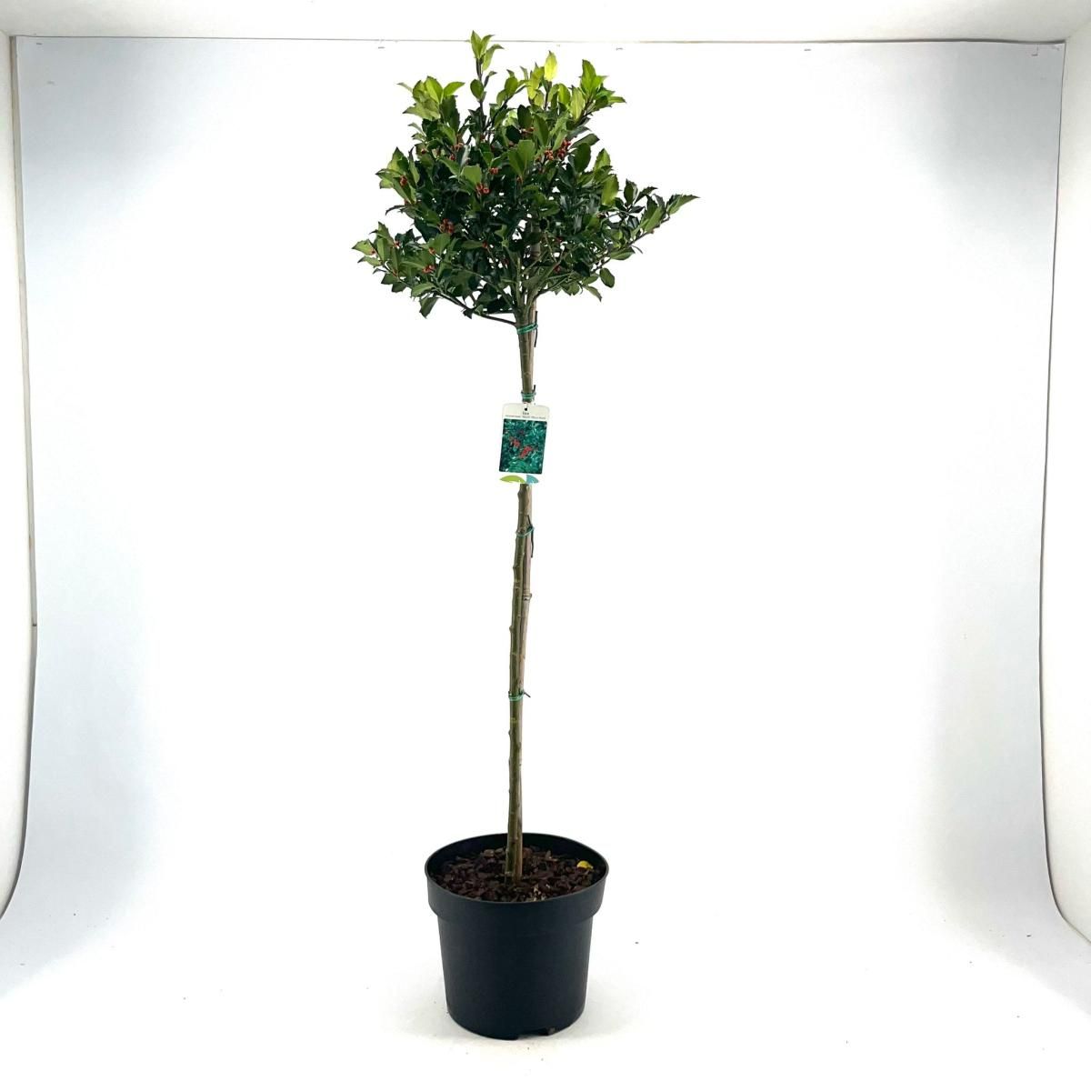 Ilex meserv. Blue Maid, kroon, D 29
