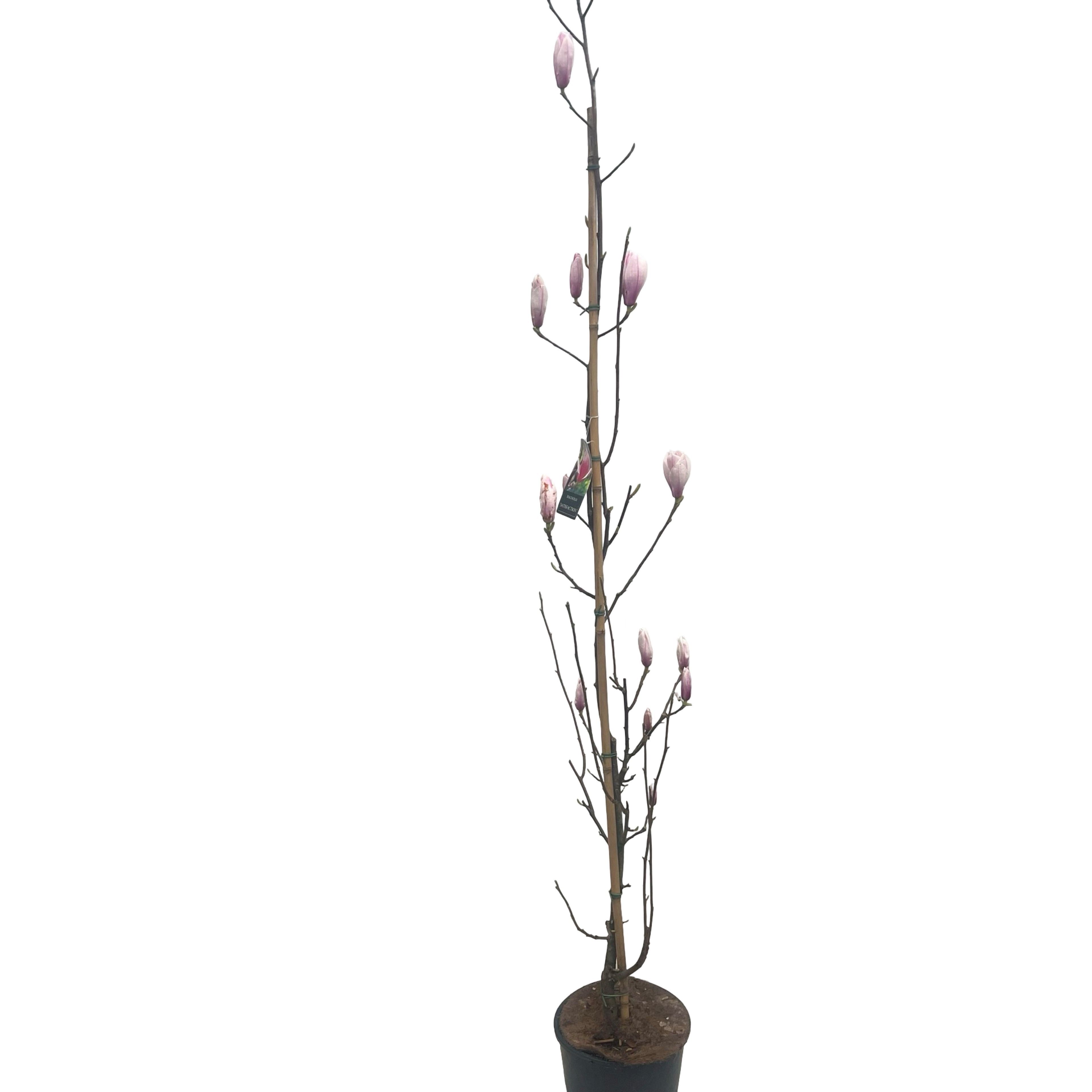 Magnolia 'Satisfaction' stam 175-200 cm geveerd, D 38 cm Magnolia 'Satisfaction' stam 175-200 cm geveerd, D 38 cm