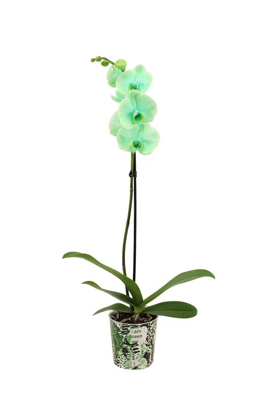 Potcover p12 I am Coloured Phal I am Green 1T09+, D 12 cm