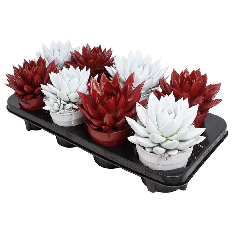 Miranda coloured red & white mix, D 12