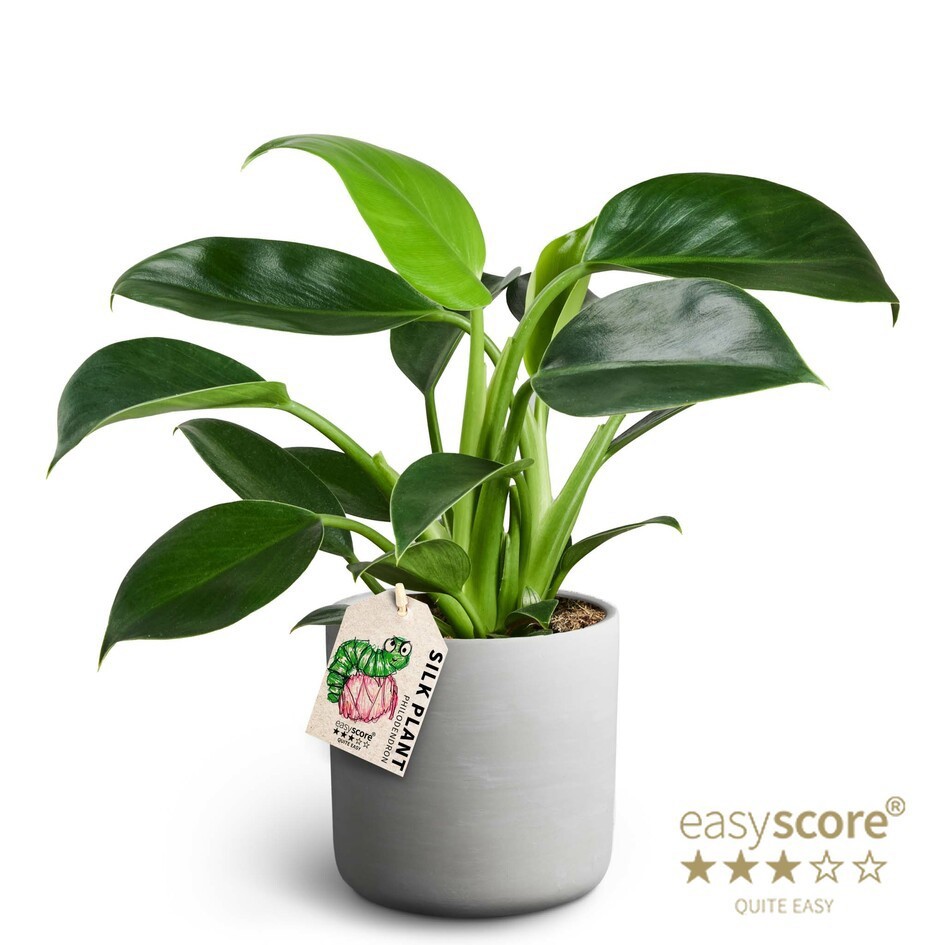 Raw Grey, Philodendron ´Green Princess´, D 12