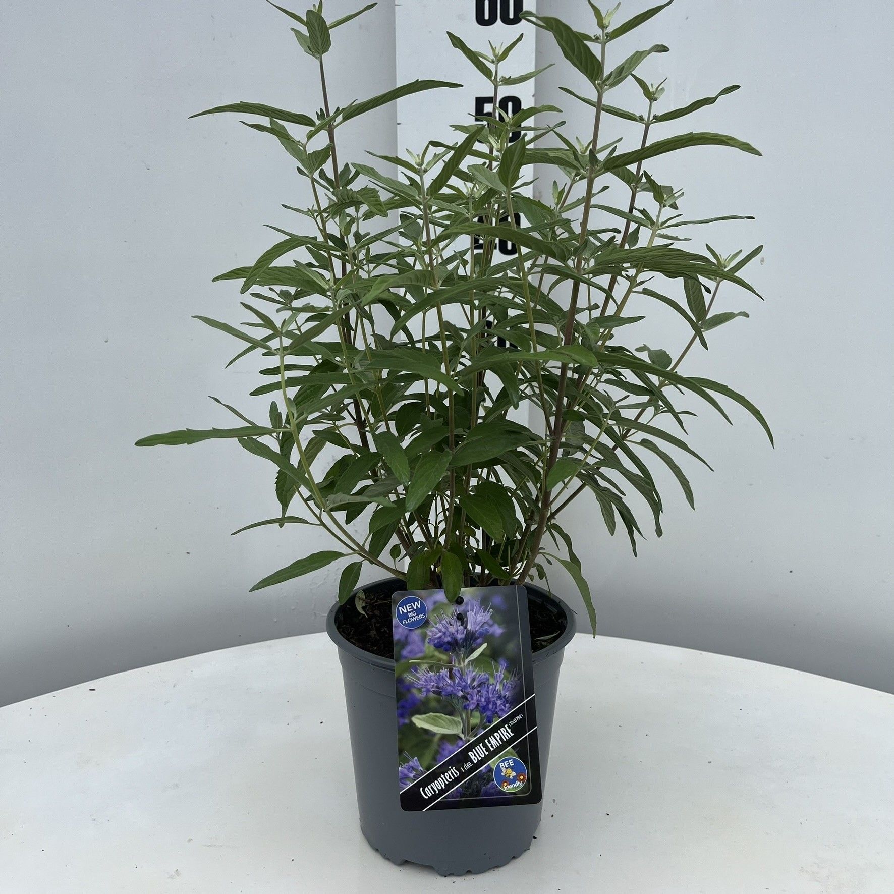 Caryopteris cland. Blue Empire ('Elst33'PBR), D 17 cm
