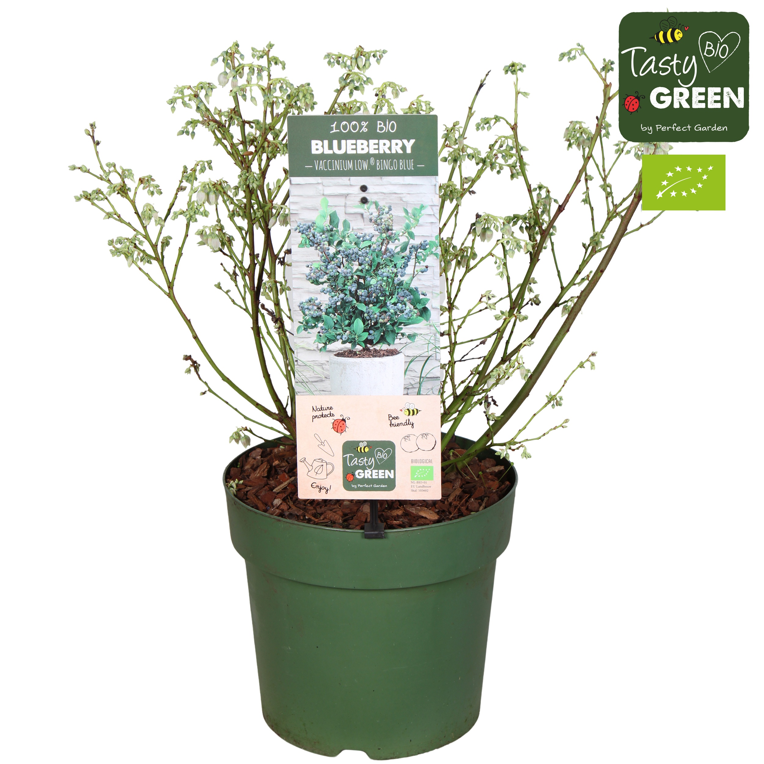 Vaccinium cor. 'Bingo Blue' Patio Bio P23, D 23