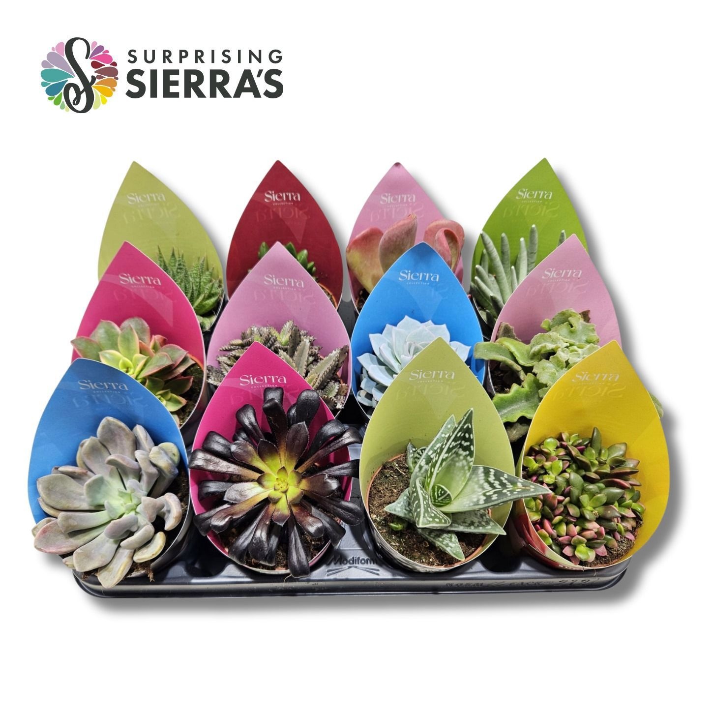 Surprise® - Succulents Mix (Deluxe), D 8,5