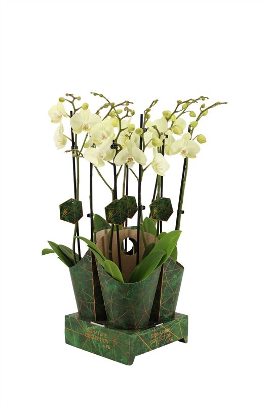 Potcover p12 golden nature Phal Signature Green Mile 2T16+, D 12