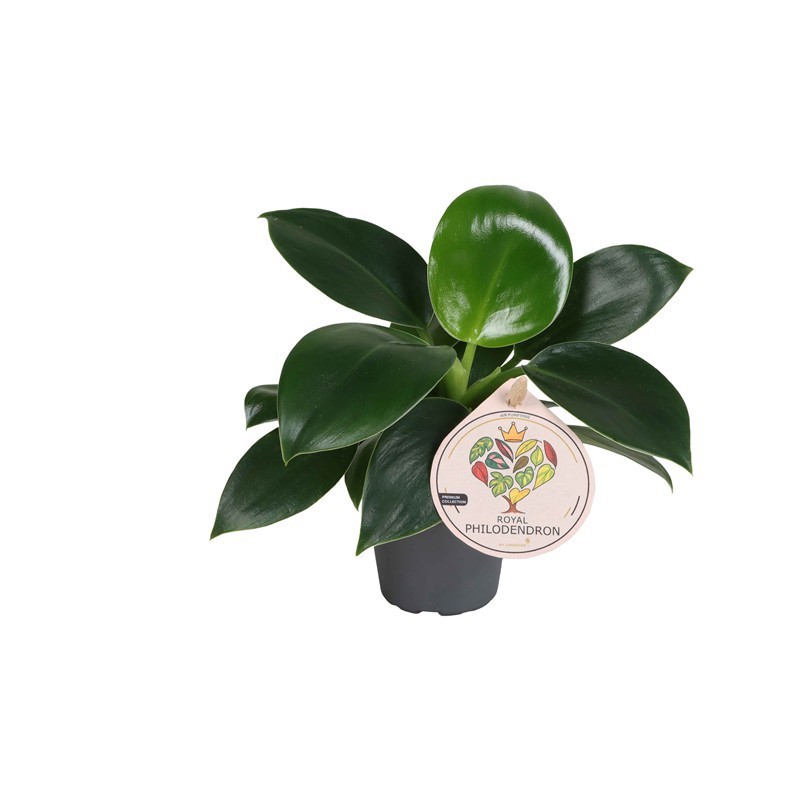 PHILODENDRON SELLOUM 'GREEN PRINCESS', D 6