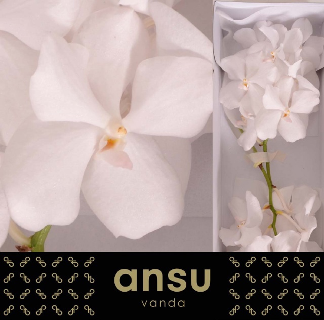 Ванда Кан Ансу №1 x16, шт.