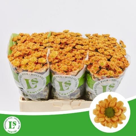 Сантини Росси Оранж, шт.