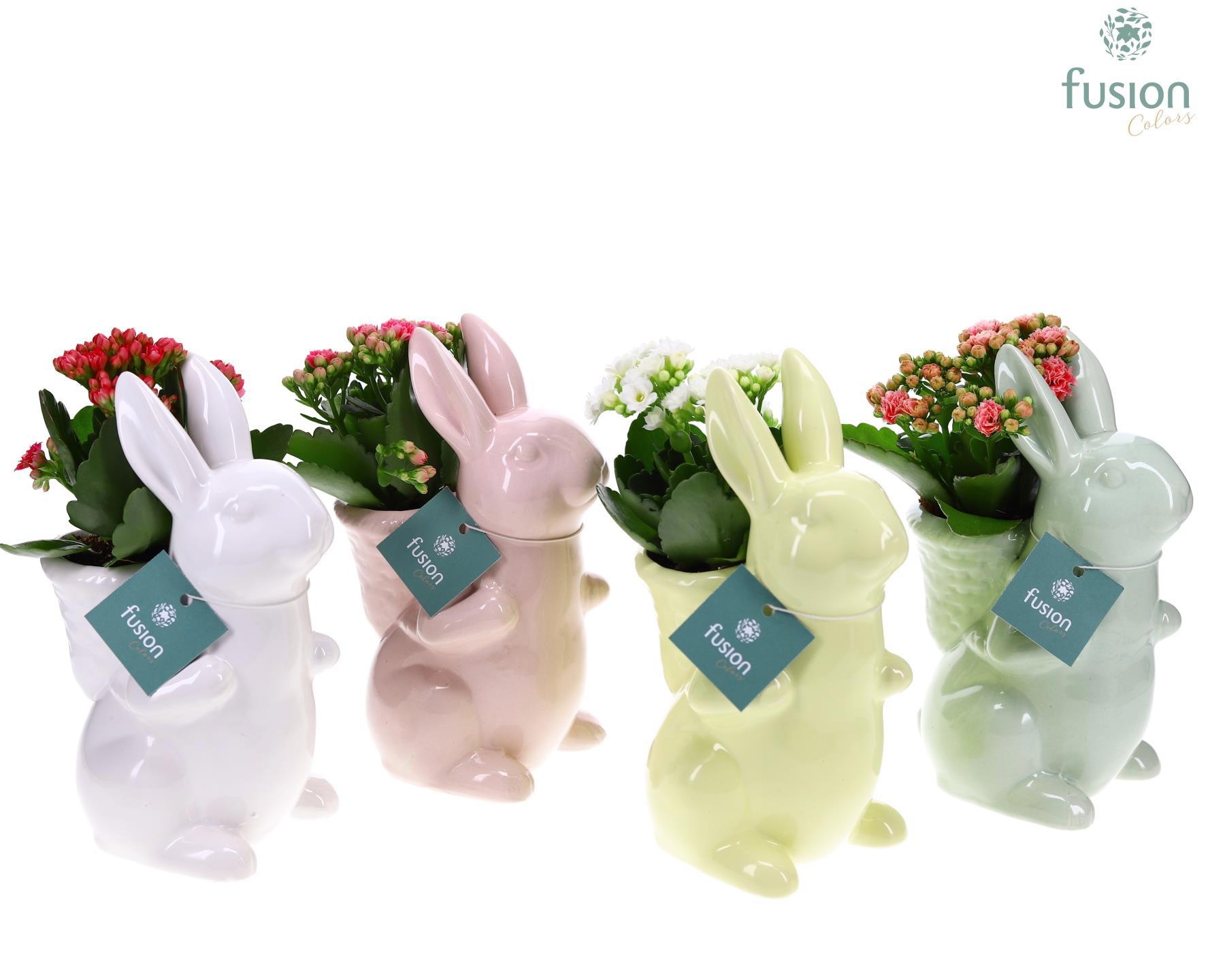 Keramiek Paashaas 4 kleuren met Kalanchoe, D 12