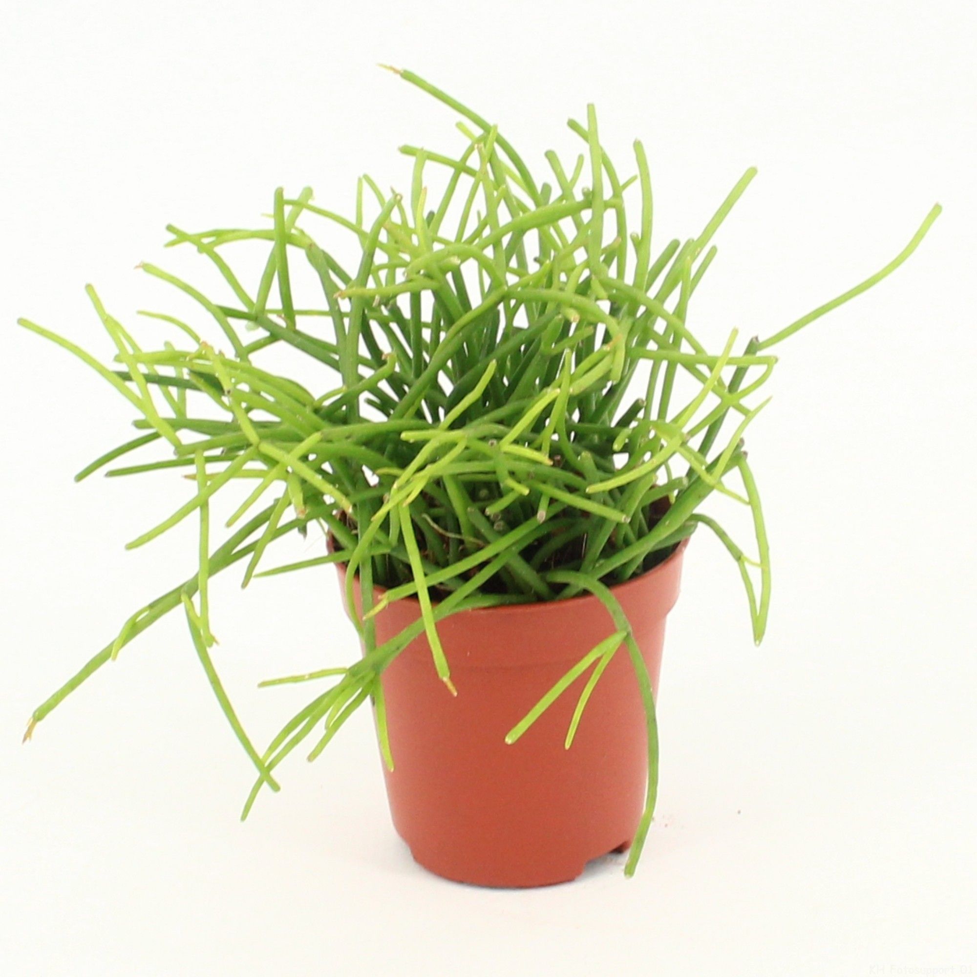 Rhipsalis cassutha Oasis P5,5 mini, D 5,5