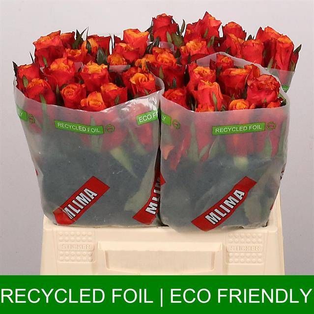 Роза од. Испания 40, шт.