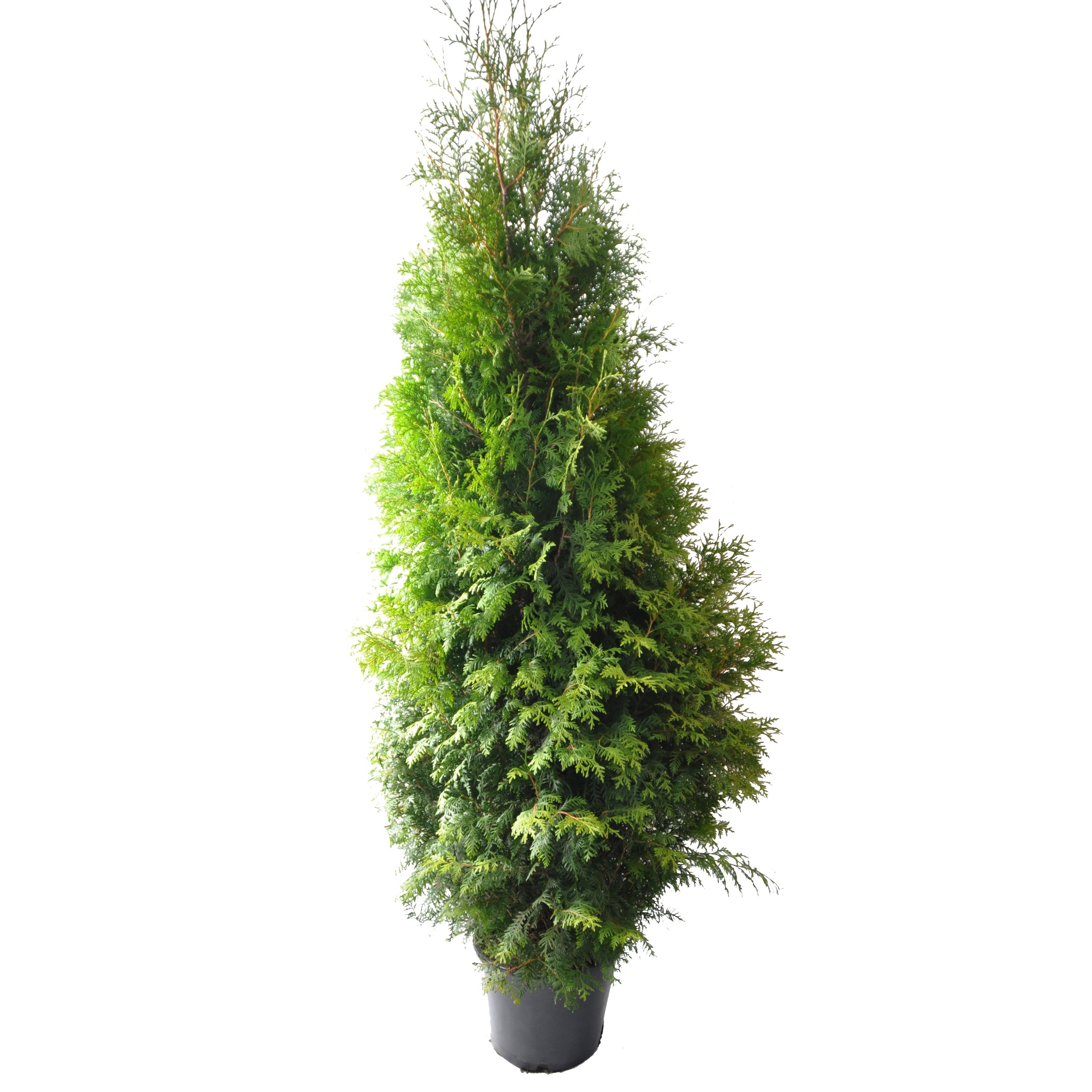 Thuja occ. Brabant, plantmaat 180-200 cm - Rondgestoken -, D 33