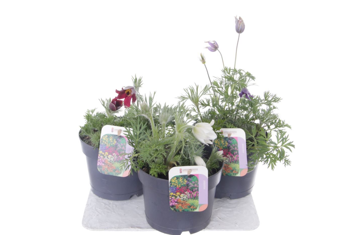 Pulsatilla mix, D 17