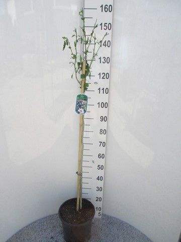 Hibiscus syr. Totus Albus 100st. P28, D 28 cm