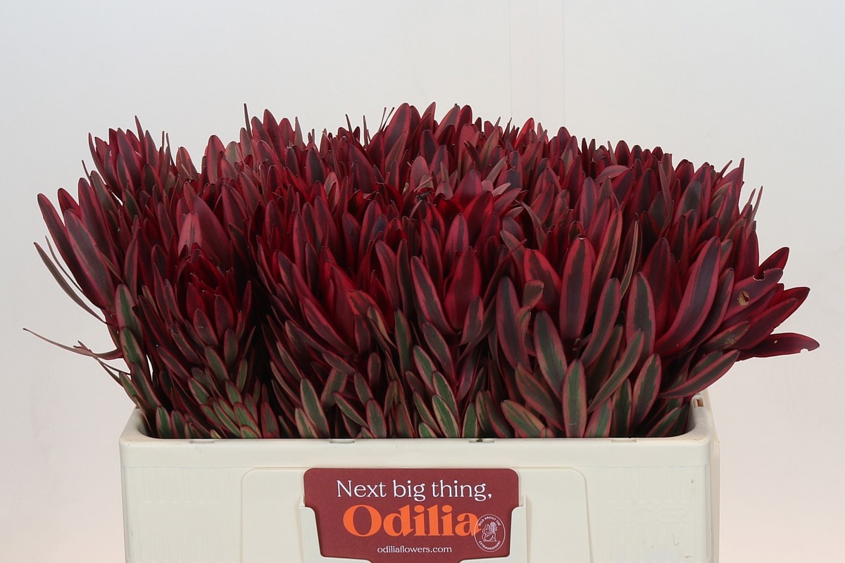 Леукадендрон Джестер 50, шт.