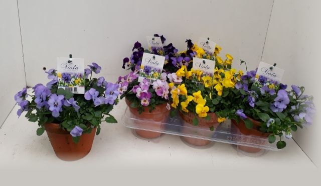 Viola mixtray Endurio F1 in p13 stenen pot, D 13