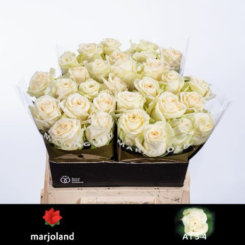 Роза од. Доломити 40, шт.