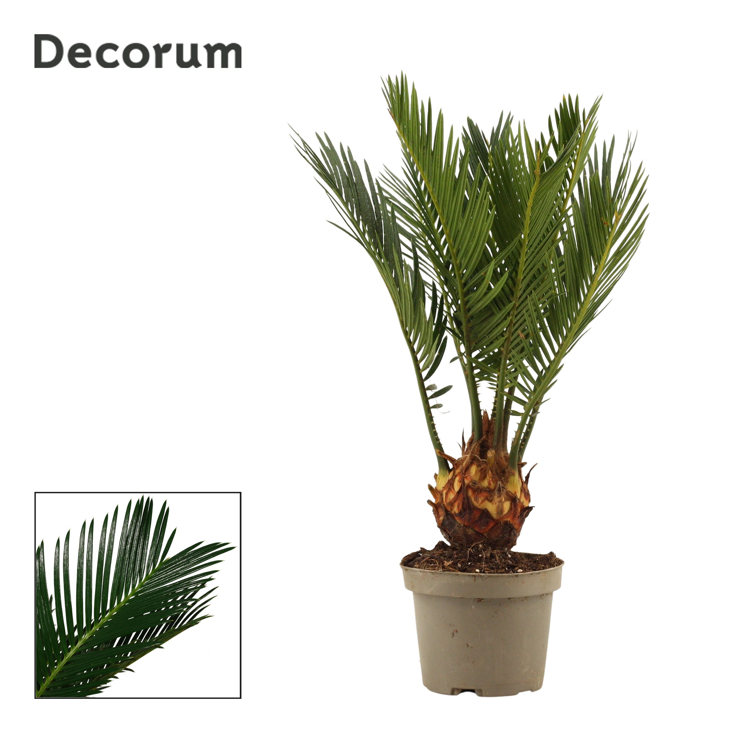 Cycas revoluta 9 cm, 4+ veren (Decorum), D 9 cm Cycas revoluta 9 cm, 4+ veren (Decorum), D 9 cm